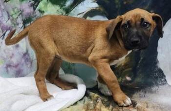 Boxer and Mixed Breed Dogs Available for Adoption - Valentine | PetCurious
