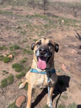 Rescue Shepherd Dogs for Adoption in New Washoe City, Nevada - Lord Byron | PetCurious