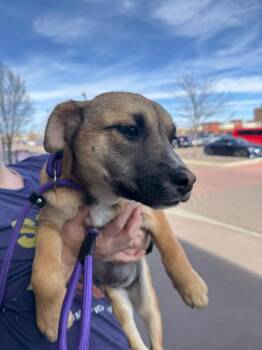 Pit Bull Terrier and Labrador Retriever Dogs Available for Adoption - Muralla | PetCurious