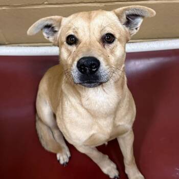 Labrador Retriever Dogs Available for Adoption in Fort Collins, Colorado - Paloma | PetCurious