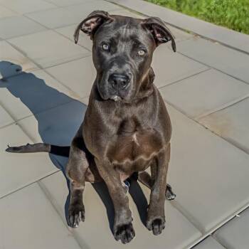 BOSTON -  Mastiff and Mixed Breed Dog for Adoption in St. Louis, Missouri - BOSTON | PetCurious