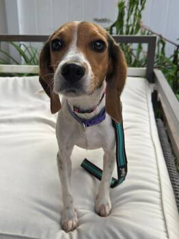 KYLIE -  Beagle Dog for Adoption in Holbrook, New York - KYLIE | PetCurious