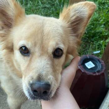 Misty Mae -  Retriever and Carolina Dog Dog for Adoption in Houston, Texas - Misty Mae | PetCurious