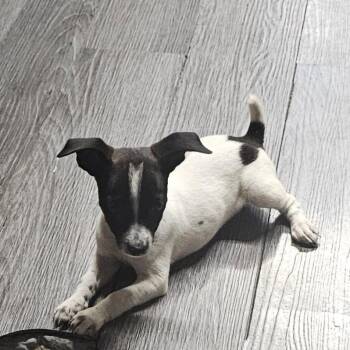 Girl 2 -  Jack Russell Terrier Dog for Adoption in Chicago, Illinois - Girl 2 | PetCurious