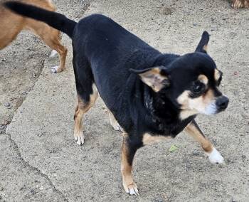 Rescue Chihuahua Dogs for Adoption in Biloxi, Mississippi - Lucy | PetCurious