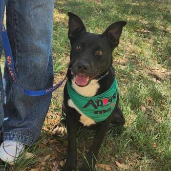 Ace JuM -  Terrier and Mixed Breed Dog for Adoption in Austin, Texas - Ace JuM | PetCurious