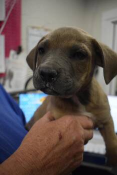 American Bulldog and Mixed Breed Dogs Available for Adoption - Mitch (Cina P2) | PetCurious