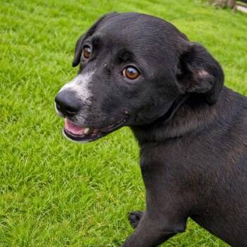 Mixed Breed Dogs Available for Adoption in Merriam, Kansas - Frankie | PetCurious