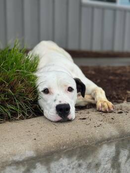 Pit Bull Terrier and Mixed Breed Dogs Available for Adoption in Benton Harbor, Michigan - Jojo | PetCurious
