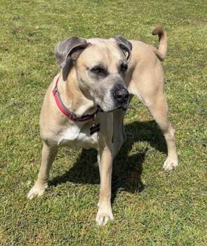 Rescue Mastiff Dogs for Adoption in Houston, Texas - Lincoln | PetCurious