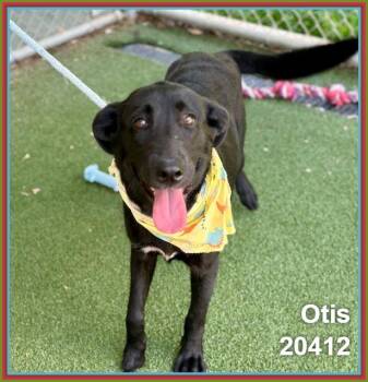 OTIS -  Labrador Retriever and Shepherd Dog for Adoption in Marietta, Georgia - OTIS | PetCurious