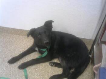 Labrador Retriever and Mixed Breed Dogs Available for Adoption in Albuquerque, New Mexico - ZINNIA | PetCurious