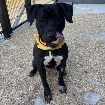 Mixed Breed Dogs Available for Adoption - Calista | PetCurious