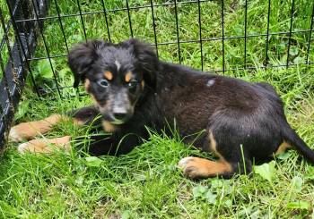Australian Shepherd Dogs Available for Adoption in New Albany, Ohio - Golf | PetCurious