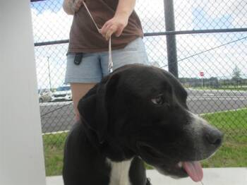 Labrador Retriever Dogs Available for Adoption in Ocala, Florida - JABBA | PetCurious
