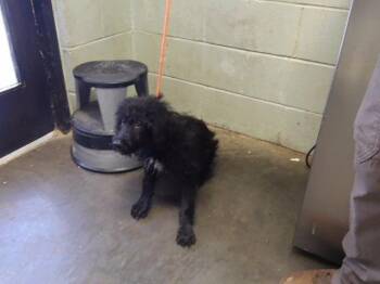 FIZZY -  Poodle and Mixed Breed Dog for Adoption in Tulsa, Oklahoma - FIZZY | PetCurious
