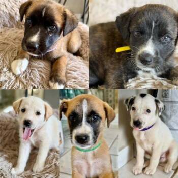 Labrador Retriever Dogs Available for Adoption - Drake | PetCurious