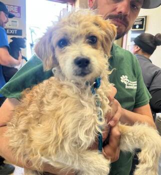 A1915798 -  Maltese and Mixed Breed Dog Available for Adoption in Blythe, California - A1915798 | PetCurious