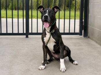 Zoe -  Mixed Breed Dog for Adoption in Orangeburg, South Carolina - Zoe | PetCurious