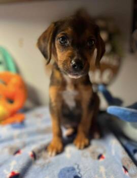 Wyatt -  Beagle Dog for Adoption in Milton, Georgia - Wyatt | PetCurious