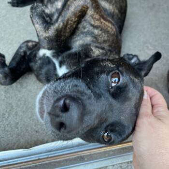 Aubrey -  Dutch Shepherd and Belgian Shepherd Malinois Dog for Adoption in Warren, Rhode Island - Aubrey | PetCurious
