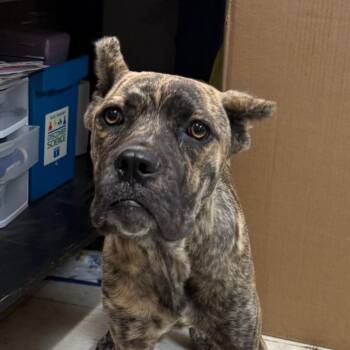 Selma -  Cane Corso Dog for Adoption in Jacksonville, Arkansas - Selma | PetCurious