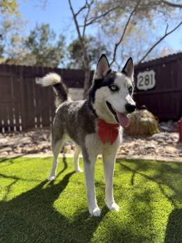 Husky Dogs Available for Adoption - Lobo | PetCurious