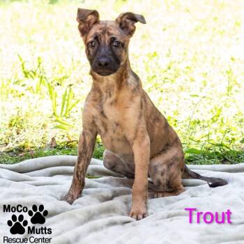 Trout -  Mixed Breed Dog for Adoption in Knoxville, Tennessee - Trout | PetCurious