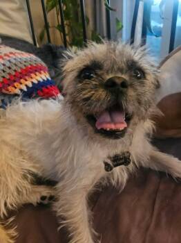 Brussels Griffon Dogs Available for Adoption in North Vancouver, British Columbia - Daisy | PetCurious