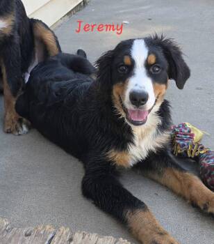 Jeremy -  Bernese Mountain Dog Dog for Adoption in Terre Haute, Indiana - Jeremy | PetCurious