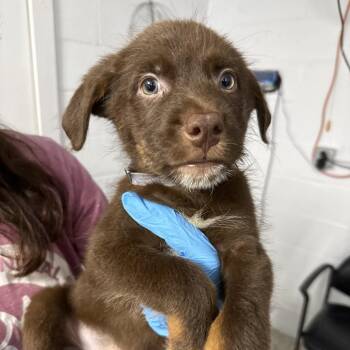 Dale -  Wirehaired Terrier and Shepherd Dog for Adoption in Hattiesburg, Mississippi - Dale | PetCurious