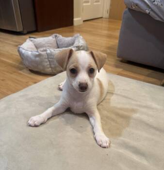 Sunday -  Terrier and Chihuahua Dog for Adoption in Sunnyvale, California - Sunday | PetCurious