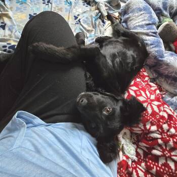 Mixed Breed Dogs Available for Adoption in Chicago, Illinois - Twisty | PetCurious