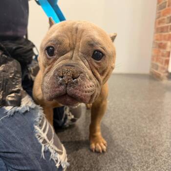 Mixed Breed Dogs Available for Adoption - Mini | PetCurious