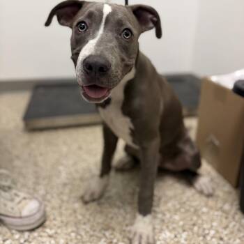 Puppy (3) 08/05/2026 -  Pit Bull Terrier and Mixed Breed Dog for Adoption in Bullhead City, Arizona - Puppy (3) 08/05/2026 | PetCurious