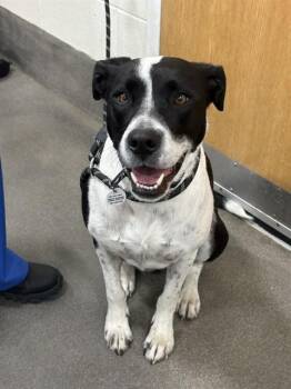 Pit Bull Terrier Dogs Available for Adoption - MAYA | PetCurious