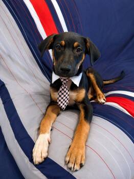 Kobe -  Shepherd and Labrador Retriever Dog for Adoption in Poway, California - Kobe | PetCurious