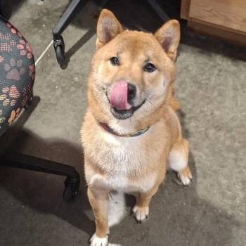 Hyde -  Shiba Inu Dog for Adoption in Hannibal, Missouri - Hyde | PetCurious