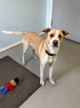 Chopper -  Mixed Breed Dog for Adoption in Big Rapids, Michigan - Chopper | PetCurious