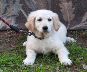 Rescue Golden Retriever and Kuvasz Dogs for Adoption in Holly Hill, South Carolina - Echo-13wk-LovingSmartNeuterContractRequired$650 | PetCurious