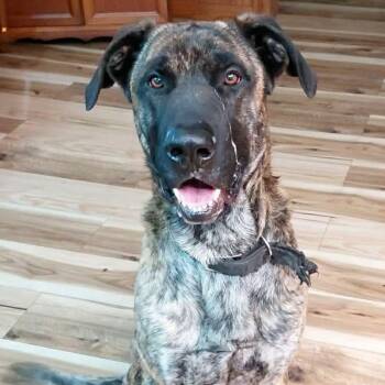 German Shepherd Dog and Great Dane Dogs Available for Adoption - Maverick | PetCurious