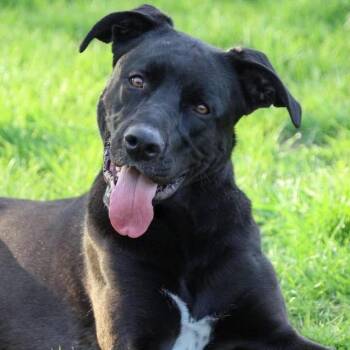 Nyx -  German Shepherd Dog and Labrador Retriever Dog for Adoption in Brockport, New York - Nyx | PetCurious