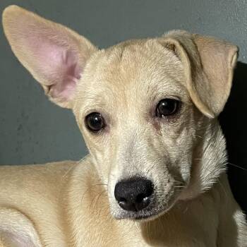 Cheese -  Chihuahua and Dachshund Dog for Adoption in Calverton, New York - Cheese | PetCurious