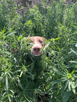 Sezon -  Border Collie and Mixed Breed Dog for Adoption in Fort Collins, Colorado - Sezon | PetCurious