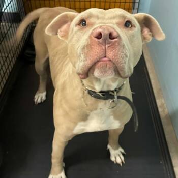 Rescue Pit Bull Terrier Dogs for Adoption in St. Louis, Missouri - Sweet Tooth | PetCurious