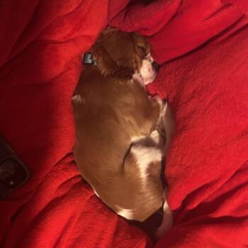 Casper - Home to Home -  Cavalier King Charles Spaniel and Cocker Spaniel Dog for Adoption in South Elgin, Illinois - Casper - Home To Home | PetCurious