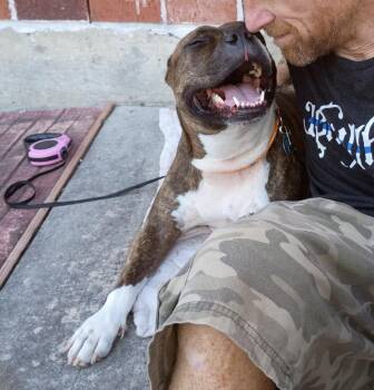 Rescue American Staffordshire Terrier Dogs for Adoption in Longview, Texas - Nala | PetCurious