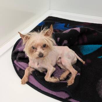 Peanut -  Yorkshire Terrier Dog for Adoption in Chico, California - Peanut | PetCurious
