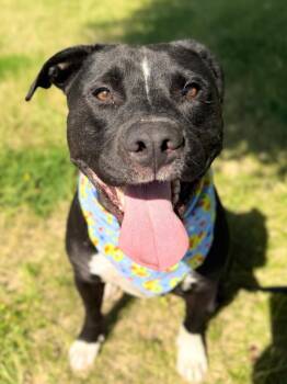 Ryker -  Mixed Breed Dog for Adoption in Menomonie, Wisconsin - Ryker | PetCurious