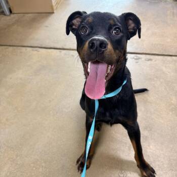 Gordon -  Rottweiler and Mixed Breed Dog for Adoption in Columbus, Georgia - Gordon | PetCurious